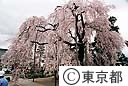 満開のしだれ桜（金剛寺）