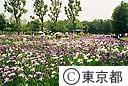 水元公園の花菖蒲