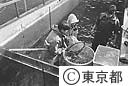 イワナの採卵　水産試験場奥多摩分場　