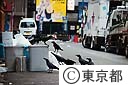 街のカラス