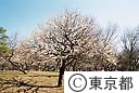 小金井公園の梅園