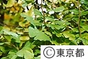 都の木　イチョウ