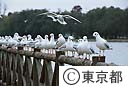 都の鳥　ゆりかもめ