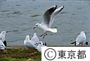 都の鳥　ゆりかもめ