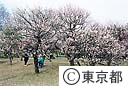 梅の花　小金井公園