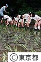 小学生の田植