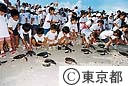 ウミガメの放流