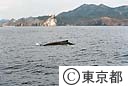 小笠原のホエールウォッチング