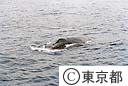 小笠原のホエールウォッチング
