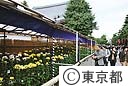 浅草寺の菊花展