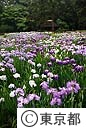 小石川後楽園のハナショウブ
