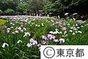 小石川後楽園のハナショウブ