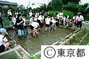 小学校で田植え体験