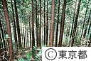 檜原の山林