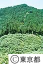 檜原の山林