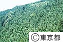 檜原の山林