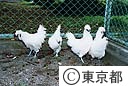 畜産試験場　烏骨鶏