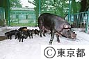 畜産試験場　東京Ⅹ