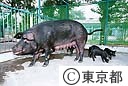畜産試験場　東京Ⅹ