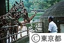 多摩動物公園の石原知事視察