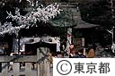 おみくじを枝に結ぼうとしている親子