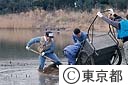 せいたかしぎの繁殖場を造っている野鳥公園のレンジャー