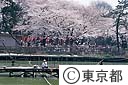 桜と釣り人