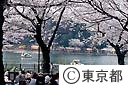 桜とボートと花見客