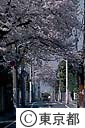 住宅街の桜