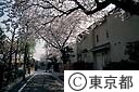 住宅街の桜