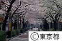 碑文谷の桜並木