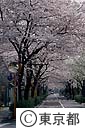 碑文谷の桜並木