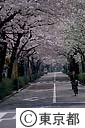 碑文谷の桜並木