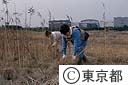 東京港野鳥公園のレンジャーによる下草刈り