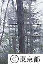 雲取山、「キリモ」