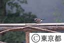 雲取山、「カケス」