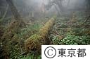 雲取山、コケの国立公園と呼ばれるほどコケ類が多い場所