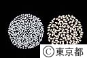 東京の地酒、大吟醸酒を作るには、原米（右）を３５％まで（左）精白する