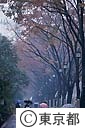 紅葉の並木道に傘の人