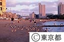 水鳥が群がる、お台場海浜公園