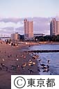 水鳥が群がる、お台場海浜公園