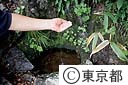 岩からしみ出した水滴が落ちる多摩川の源流「水干（みずひ）」