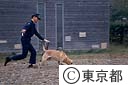 麻薬探知犬