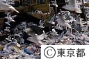 処分場の鳥