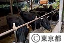 青ヶ島黒毛和牛