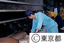 牛のえさをやる飼育者