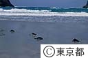 小港海岸で放流されたカメ