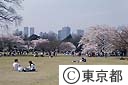 新宿御苑の桜
