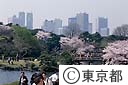 新宿御苑の桜と新宿のビル