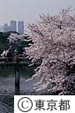 新宿御苑の桜